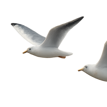 bird